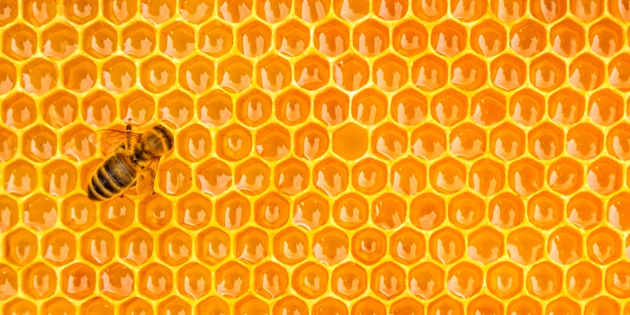 Alvéoles de ruche d'abeille